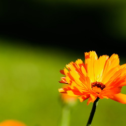 Flower Power